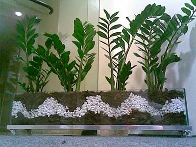 dicas de plantas