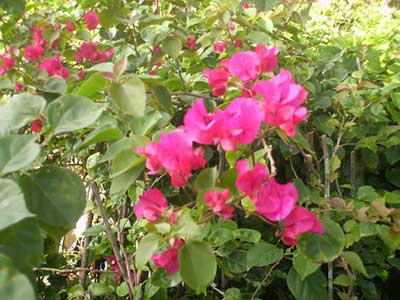 dicas de plantas