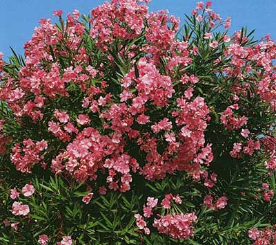 fotos de plantas para jardins