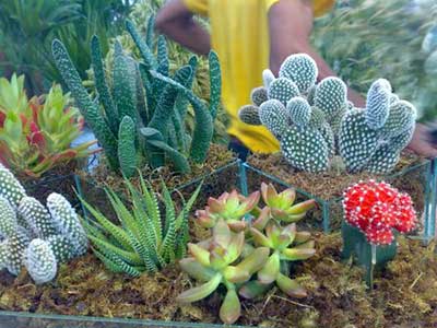 cactos e plantas desertas