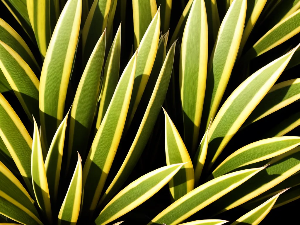 Imagens furcraea gigantea striata piteira estriada 2